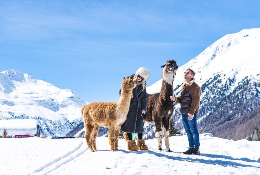 SPAZIERGANG MIT LAMAS UND ALPAKAS